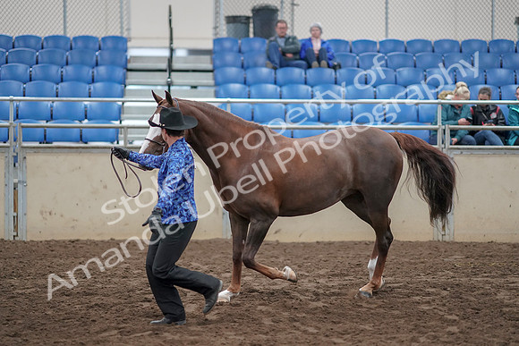 2019 Morgan Horse Show - Aug 31, 2019 - 02920