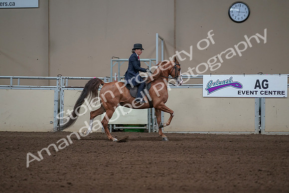 2019 Morgan Horse Show - Sept 01, 2019 - 12046