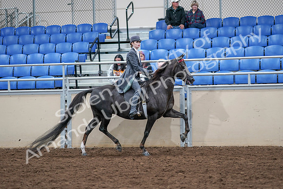 2020 - AB Morgan Horse - Sat, Sept 05 - 13925