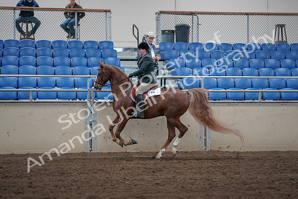 2019 Morgan Horse Show - Sept 01, 2019 - 12325