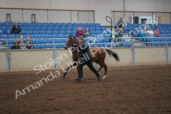 2019 Morgan Horse Show - Aug 30, 2019 - 25548