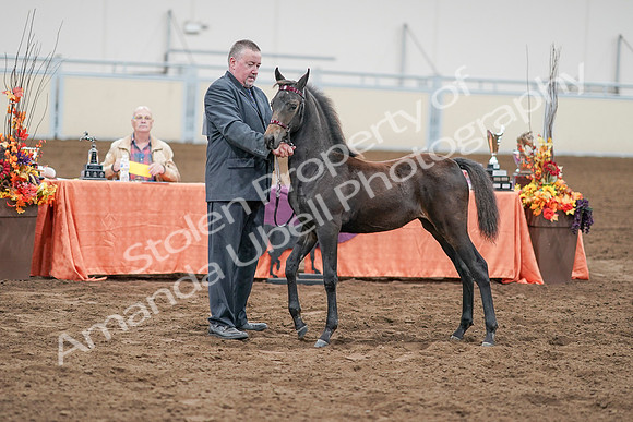 2020 - AB Morgan Horse - Sat, Sept 05 - 00524