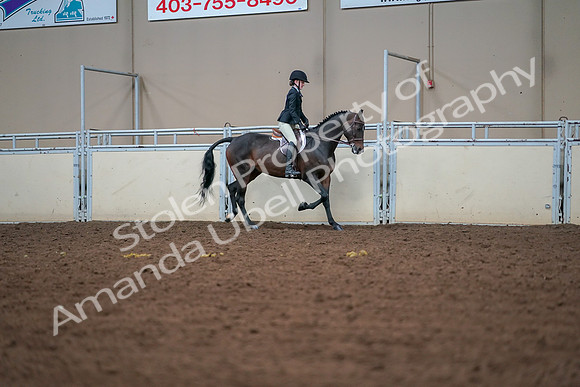 2019 Morgan Horse Show - Aug 30, 2019 - 20879