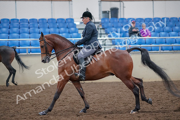 2019 Morgan Horse Show - Aug 30, 2019 - 20576
