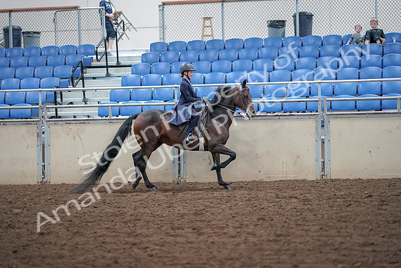2019 Morgan Horse Show - Aug 30, 2019 - 18125
