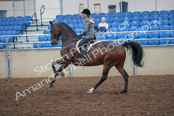 2019 Morgan Horse Show - Aug 30, 2019 - 20630