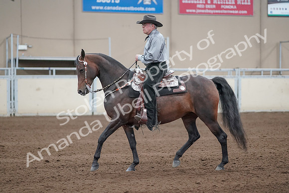 2019 Morgan Horse Show - Sept 01, 2019 - 07233