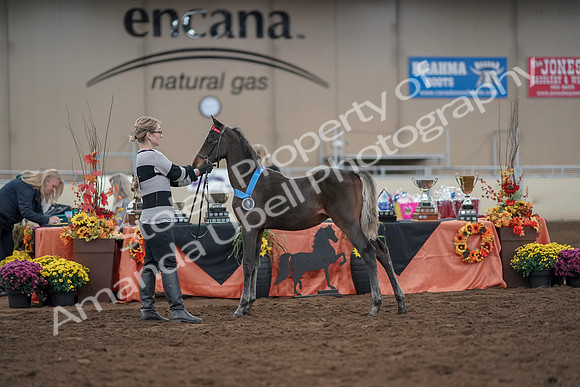 2019 Morgan Horse Show - Aug 31, 2019 - 00333