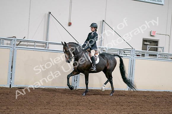 2020 - AB Morgan Horse - Fri, Sept 04 - 02012