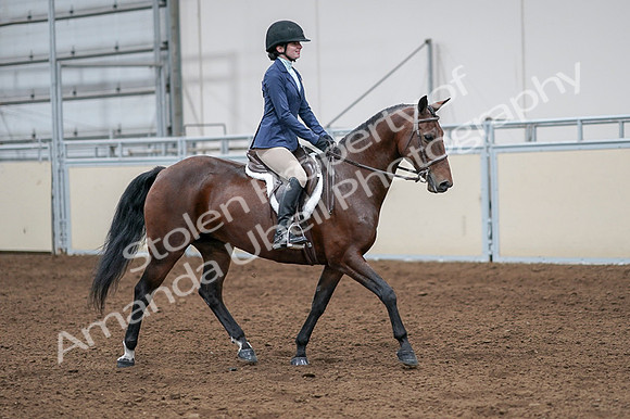 2020 - AB Morgan Horse - Fri, Sept 04 - 05981