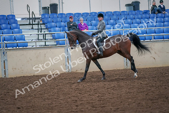 2019 Morgan Horse Show - Aug 30, 2019 - 20502