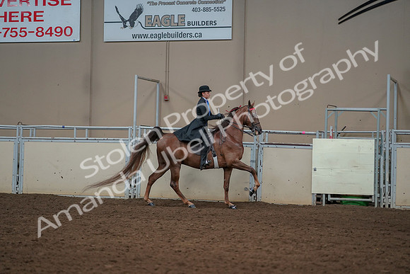 2019 Morgan Horse Show - Aug 30, 2019 - 25320