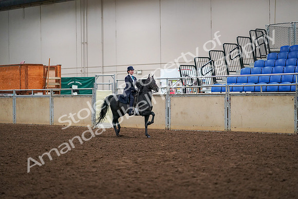 2019 Morgan Horse Show - Aug 30, 2019 - 12358