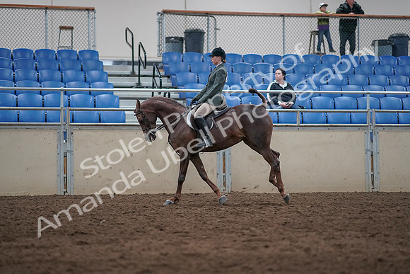 2019 Morgan Horse Show - Sept 01, 2019 - 08688