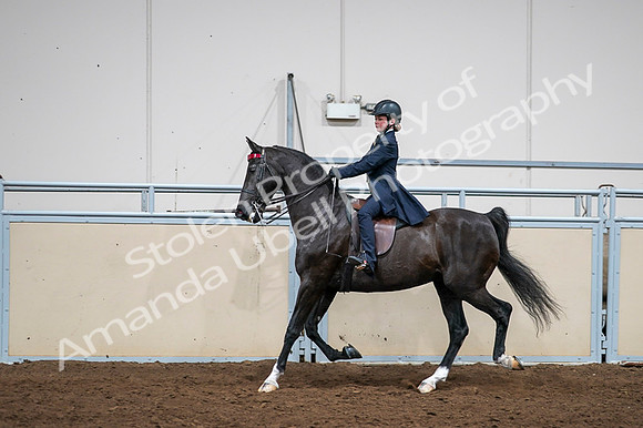 2020 - AB Morgan Horse - Fri, Sept 04 - 03027