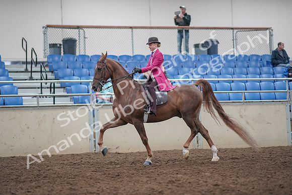 2019 Morgan Horse Show - Aug 31, 2019 - 08753