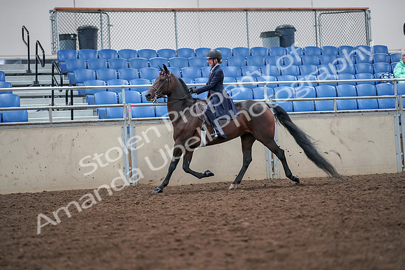2019 Morgan Horse Show - Aug 30, 2019 - 17791
