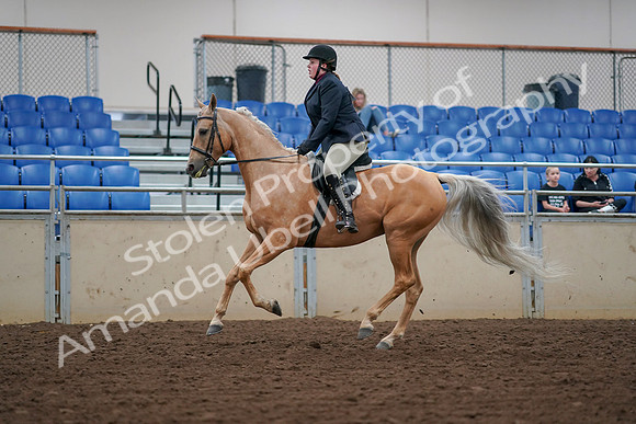 2019 Morgan Horse Show - Aug 30, 2019 - 16394