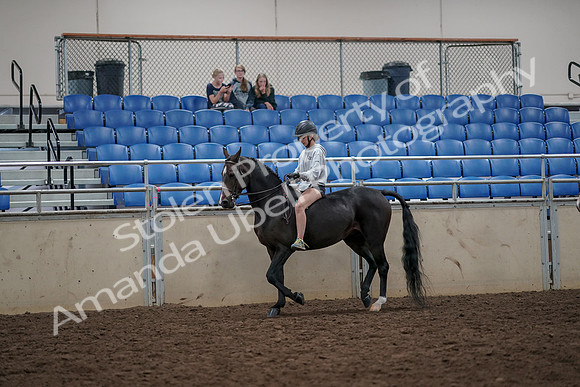 2019 Morgan Horse Show - Aug 30, 2019 - 31216