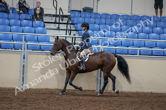 2020 - AB Morgan Horse - Fri, Sept 04 - 05892