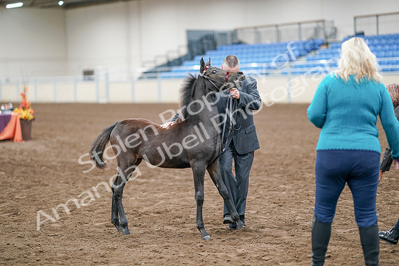 2020 - AB Morgan Horse - Sat, Sept 05 - 00490
