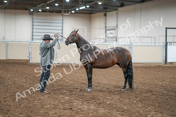 2020 - AB Morgan Horse - Sat, Sept 05 - 00219
