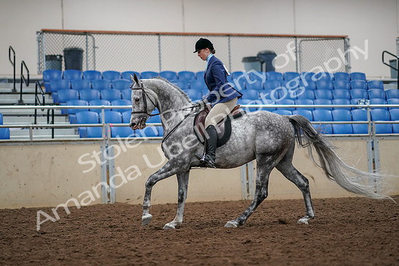 2019 Morgan Horse Show - Aug 30, 2019 - 22346