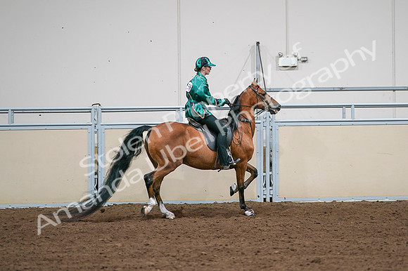 2020 - AB Morgan Horse - Fri, Sept 04 - 08698