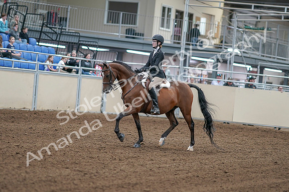2020 - AB Morgan Horse - Fri, Sept 04 - 05851