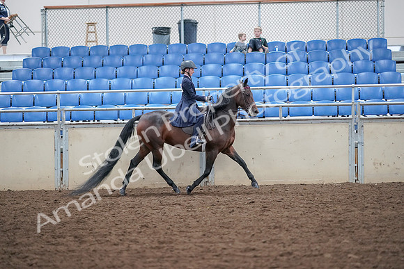 2019 Morgan Horse Show - Aug 30, 2019 - 18135