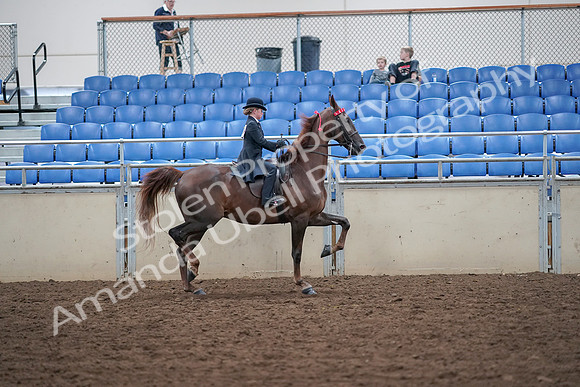 2019 Morgan Horse Show - Aug 30, 2019 - 18142