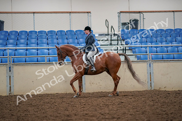 2019 Morgan Horse Show - Aug 30, 2019 - 22314