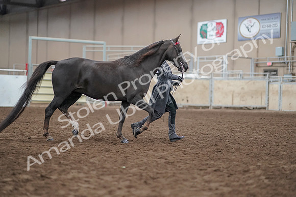 2019 Morgan Horse Show - Aug 31, 2019 - 01876