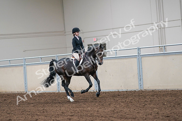 2020 - AB Morgan Horse - Fri, Sept 04 - 02112