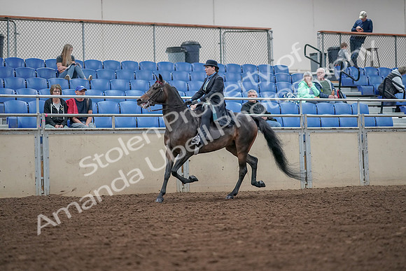 2019 Morgan Horse Show - Aug 30, 2019 - 15532