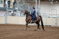 2020 - AB Morgan Horse - Fri, Sept 04 - 07872