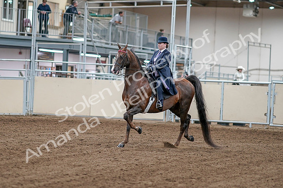 2020 - AB Morgan Horse - Fri, Sept 04 - 07872