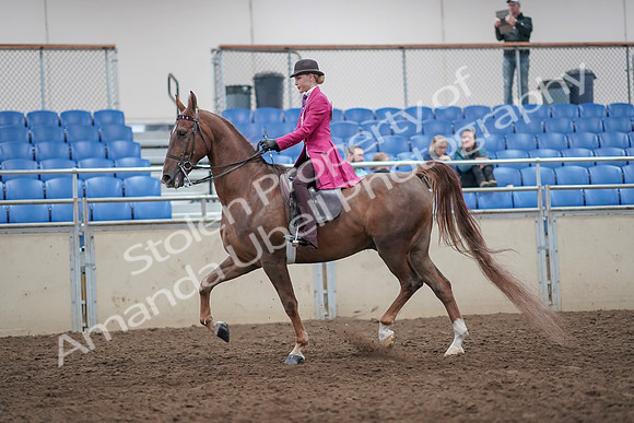 2019 Morgan Horse Show - Aug 31, 2019 - 08627