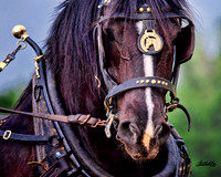 Horse Pull - 004
