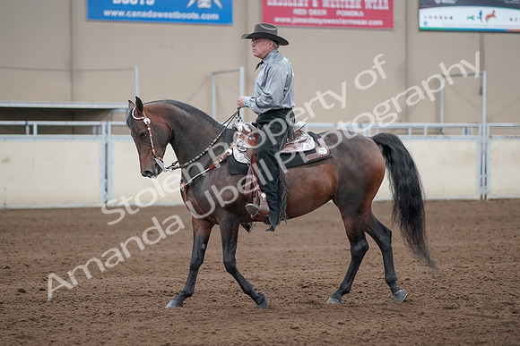 2019 Morgan Horse Show - Sept 01, 2019 - 07228
