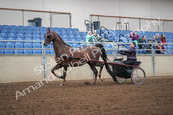 2019 Morgan Horse Show - Aug 30, 2019 - 13162