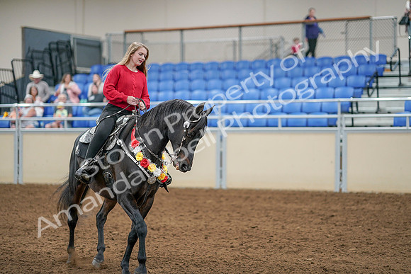 2020 - AB Morgan Horse - Sat, Sept 05 - 10438