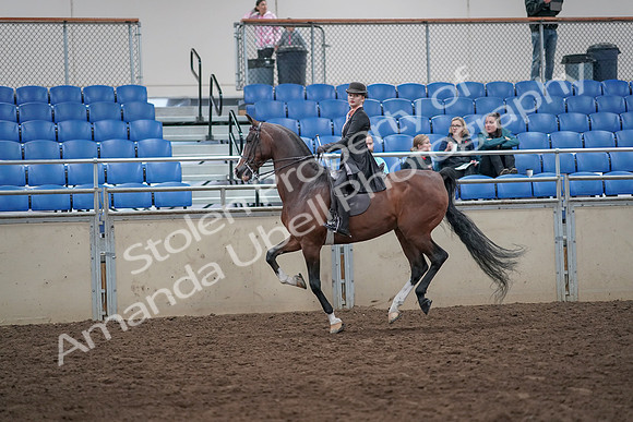 2019 Morgan Horse Show - Aug 31, 2019 - 08793