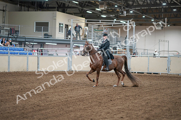 2020 - AB Morgan Horse - Fri, Sept 04 - 07906