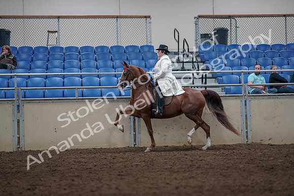 2019 Morgan Horse Show - Aug 31, 2019 - 08577