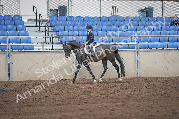 2019 Morgan Horse Show - Sept 01, 2019 - 05490