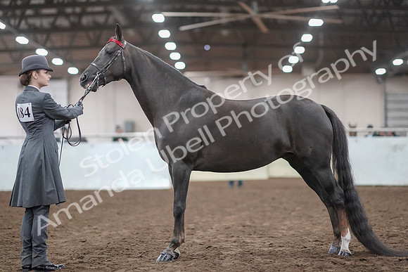 2019 Morgan Horse Show - Aug 31, 2019 - 01923