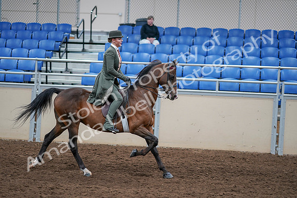 2020 - AB Morgan Horse - Fri, Sept 04 - 03441