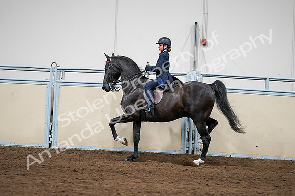 2020 - AB Morgan Horse - Fri, Sept 04 - 03258
