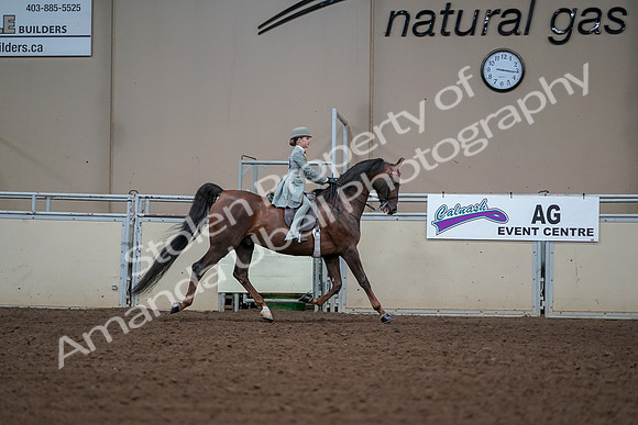 2019 Morgan Horse Show - Aug 30, 2019 - 17940